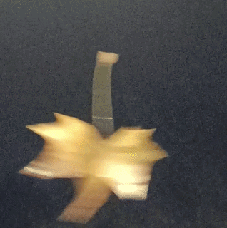 Blatt im Wind an Spinnenfaden