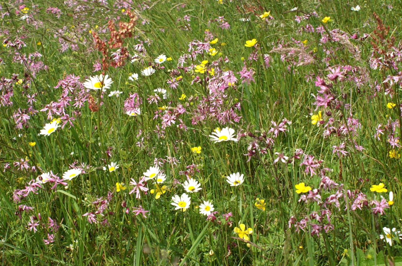 Blümchen