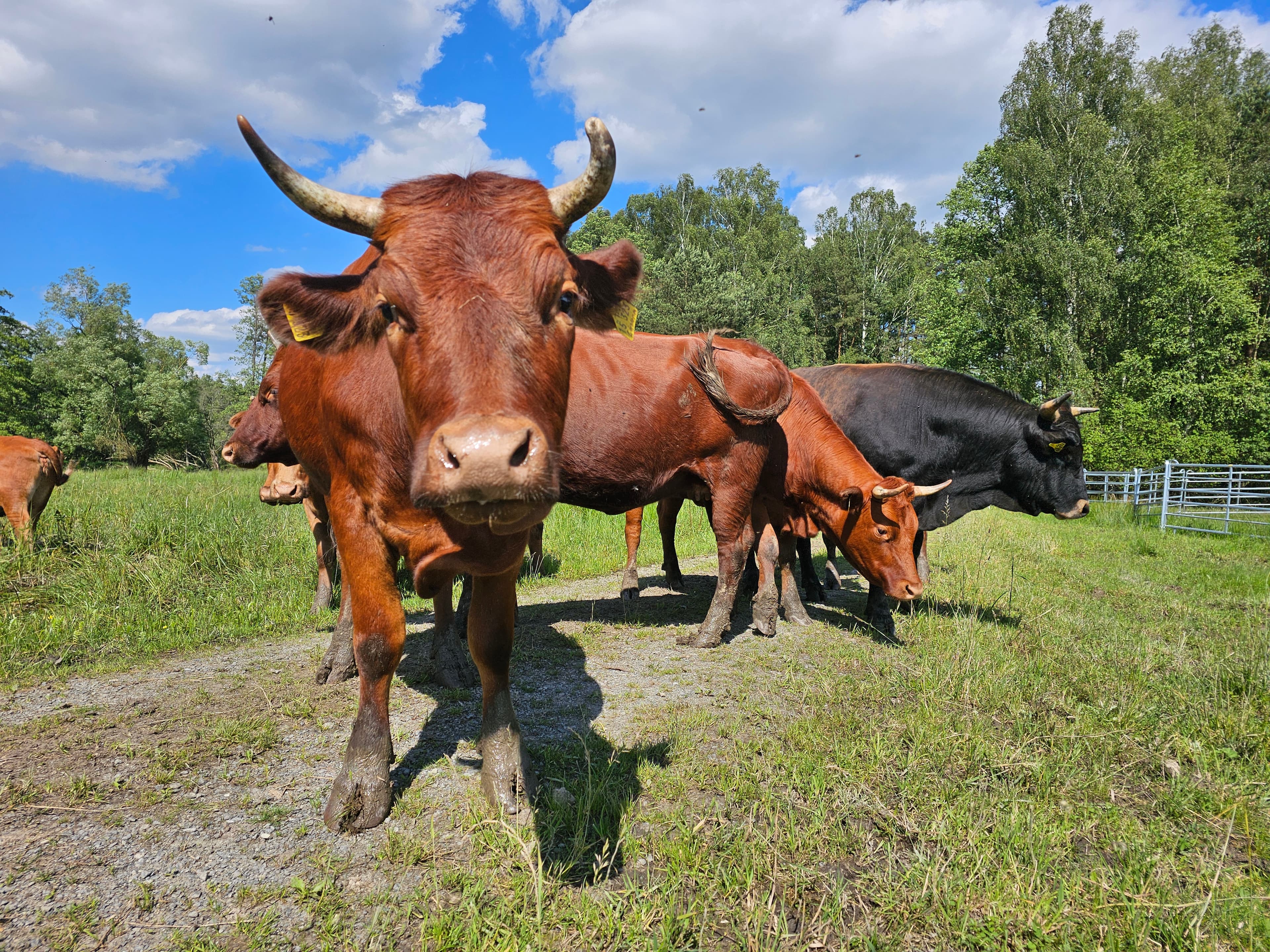 Rotes Höhenvieh in der Waldnaabaue
