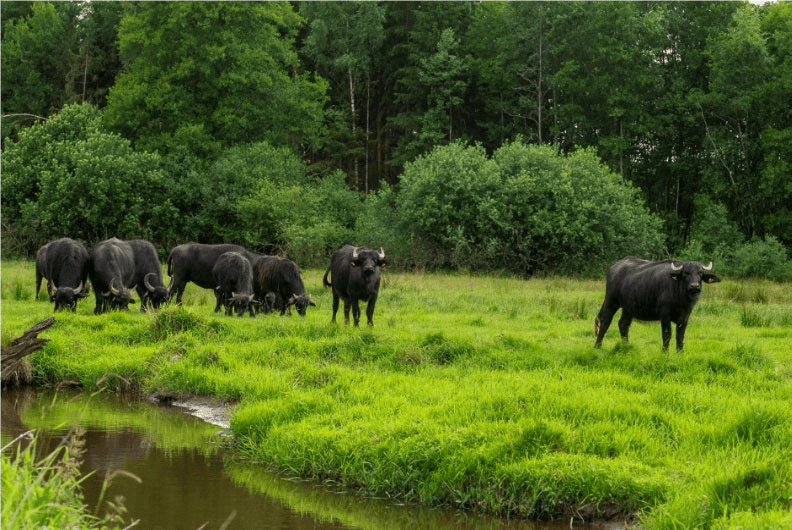 Wasserbüffel Wilde Weide Waldnaabaue