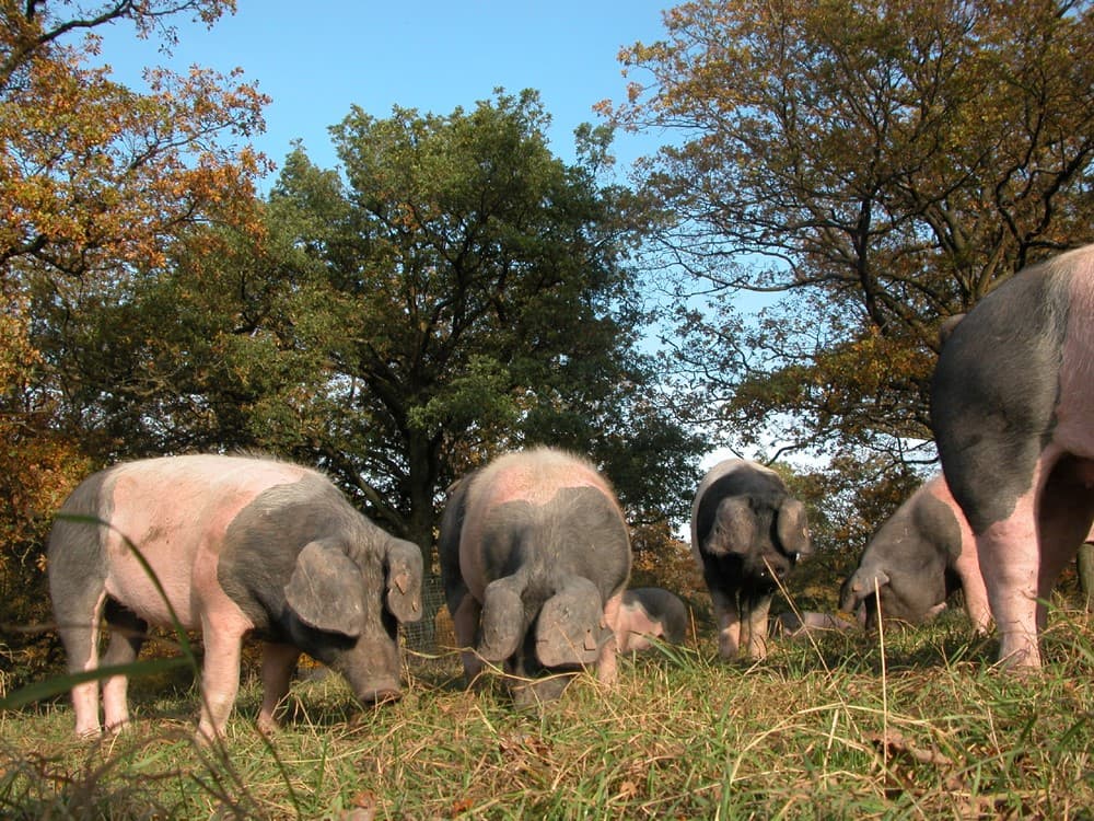 Schweinebeweidung im Eichenwald