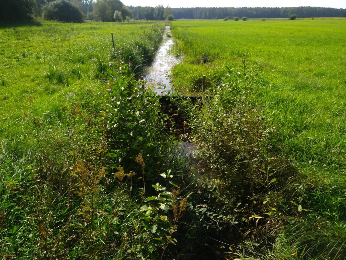 gestauter Moorgraben